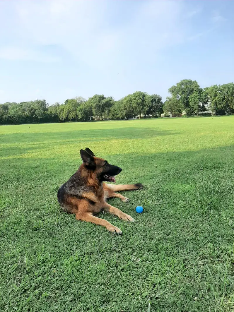 German Shepherd Female — photo 3