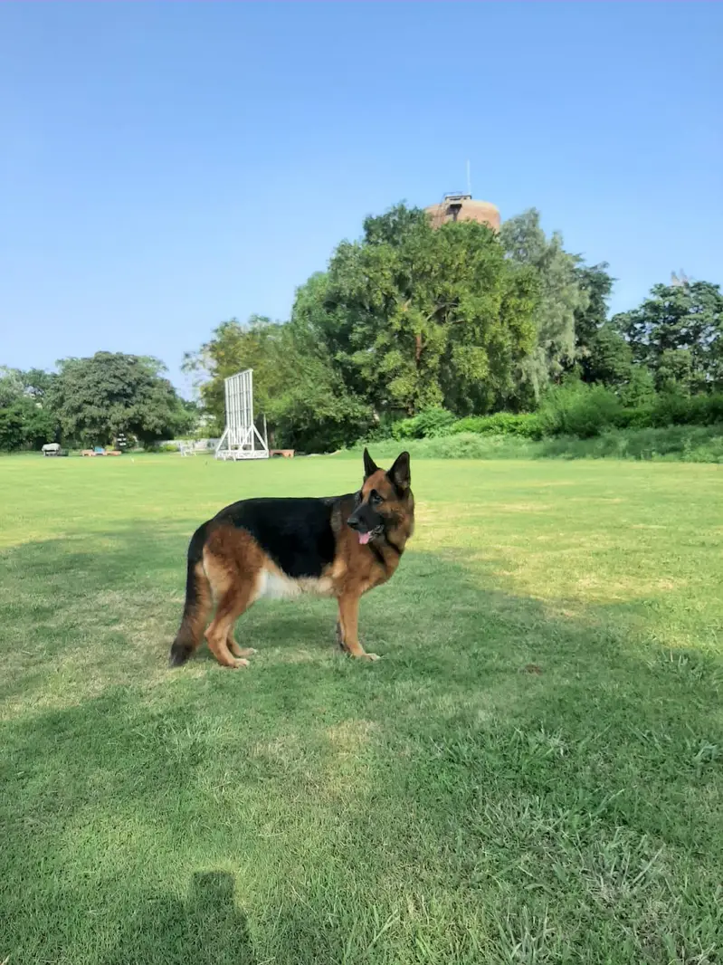German Shepherd Female — photo 4