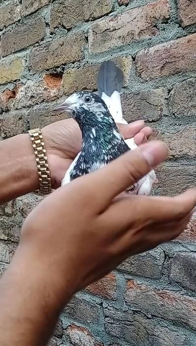 Ali wali Pathi