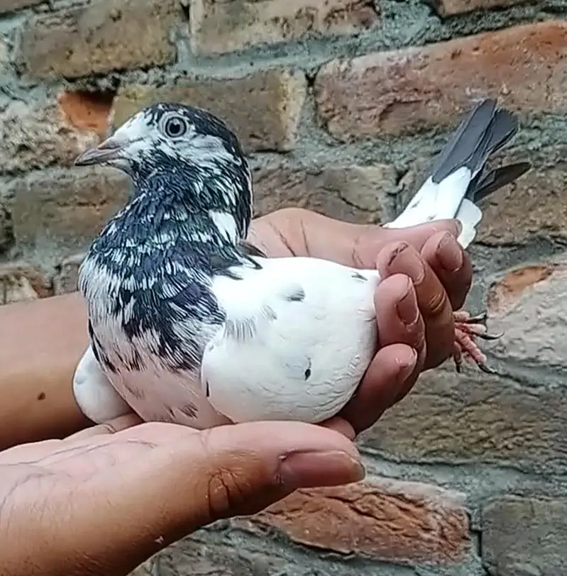 Ali wali Pathi — photo 2