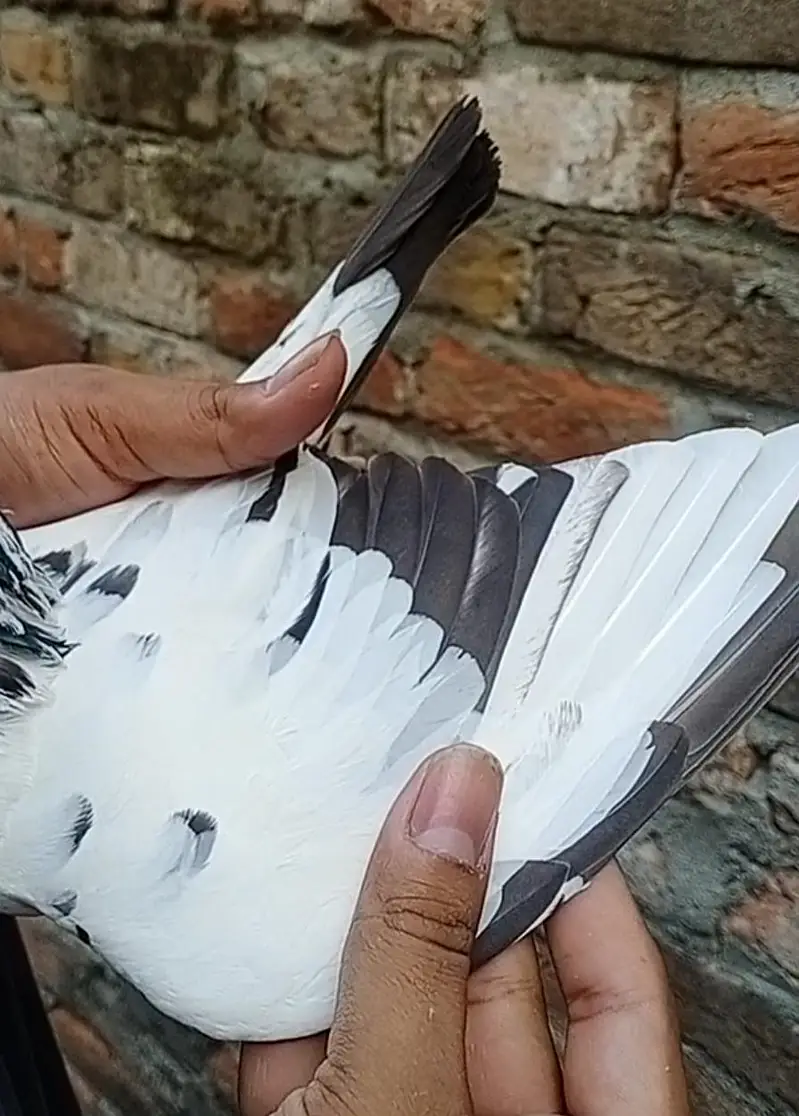 Ali wali Pathi — photo 3