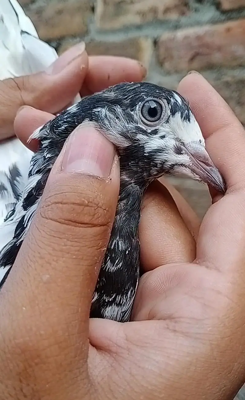 Ali wali Pathi — photo 4