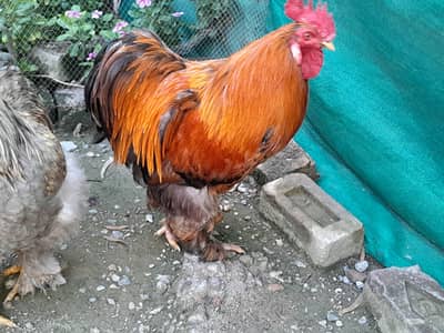 Brahma Roster Available For Sale
