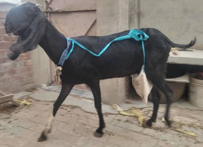black beetal dodh wali bakri