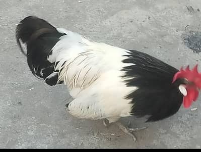 leken velder