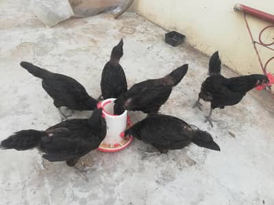 Lohmann Black Hens