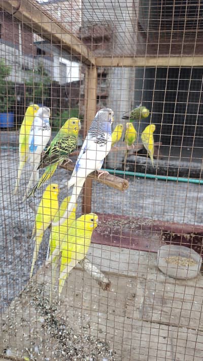 Breeder pairs