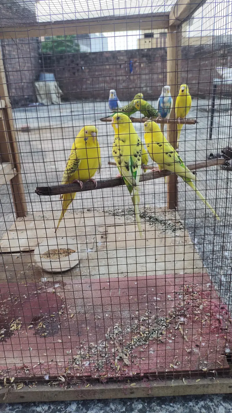 Breeder pairs — photo 2