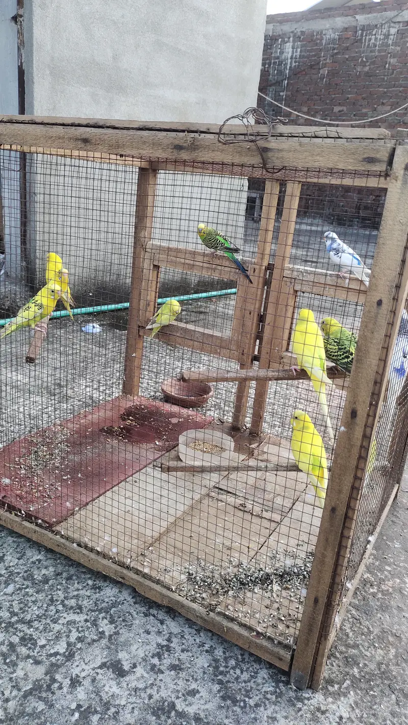 Breeder pairs — photo 3