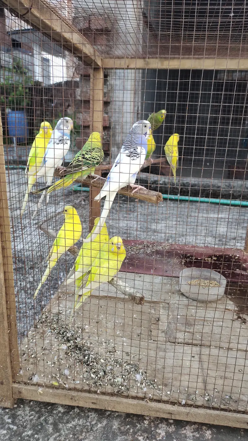 Breeder pairs — photo 4