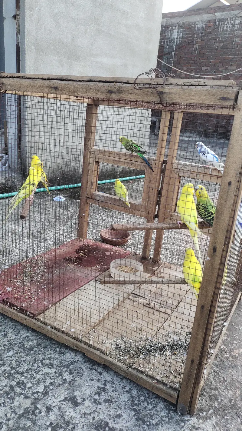 Breeder pairs — photo 5