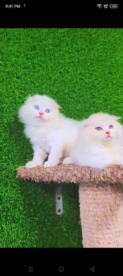 Quality Persian cat & Kittens. Male & female 03479996792. whatsapp