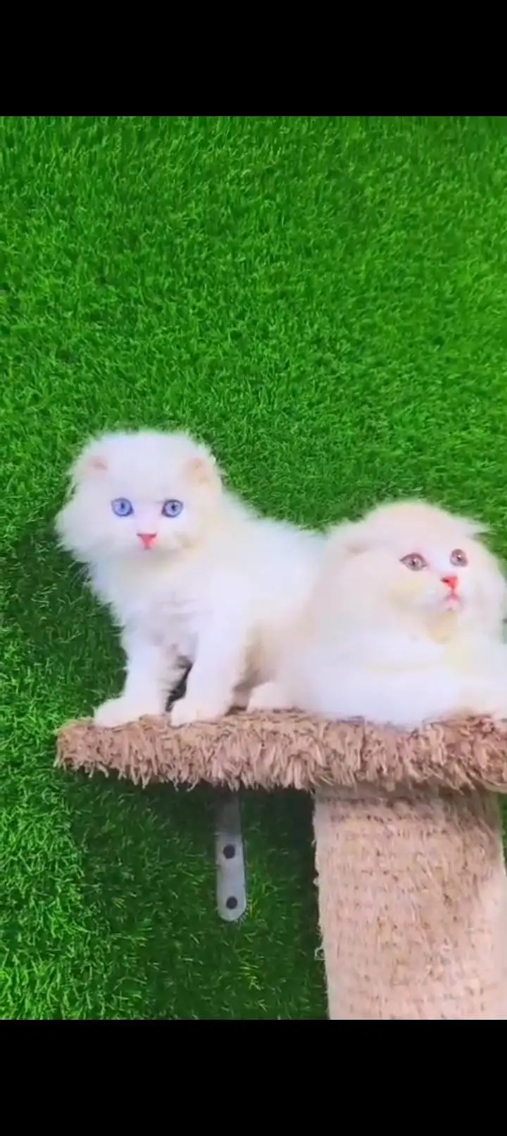 Quality Persian cat & Kittens. Male & female 03479996792. whatsapp — photo 3