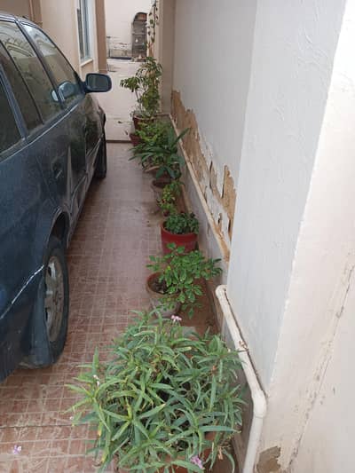 plants