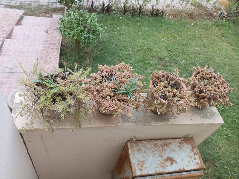 plants 1