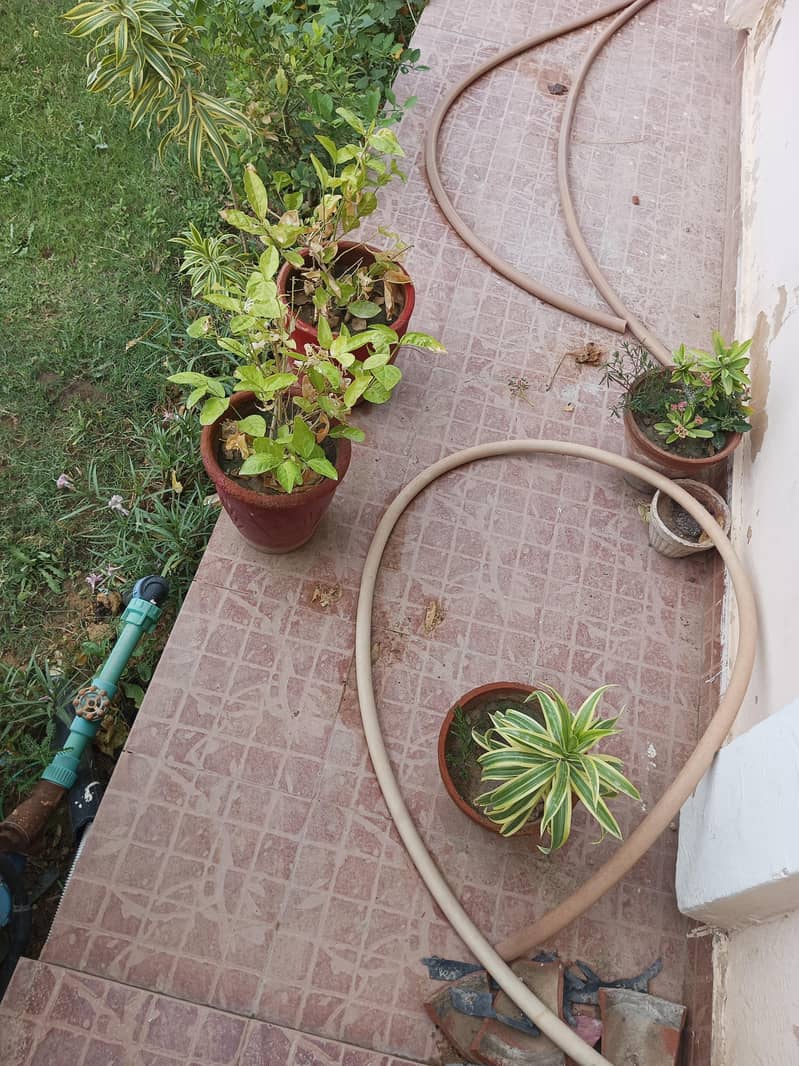 plants 2