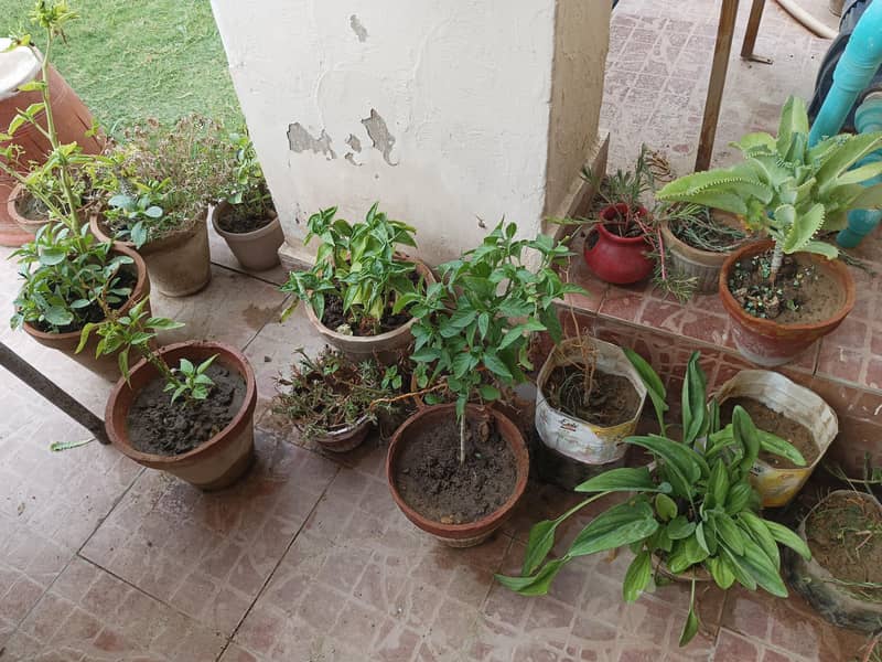 plants 3