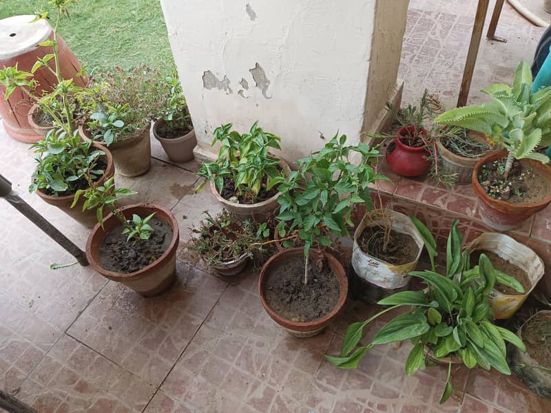 plants 4