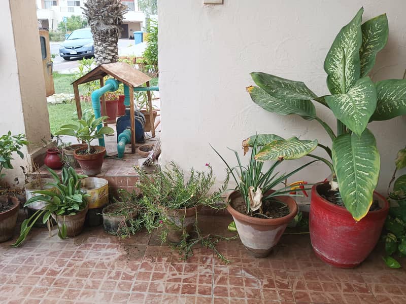 plants 5