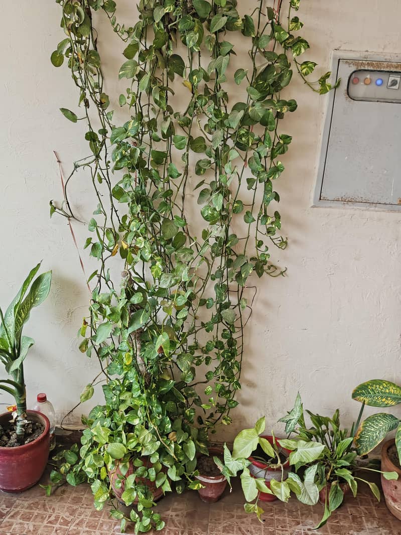 plants 6