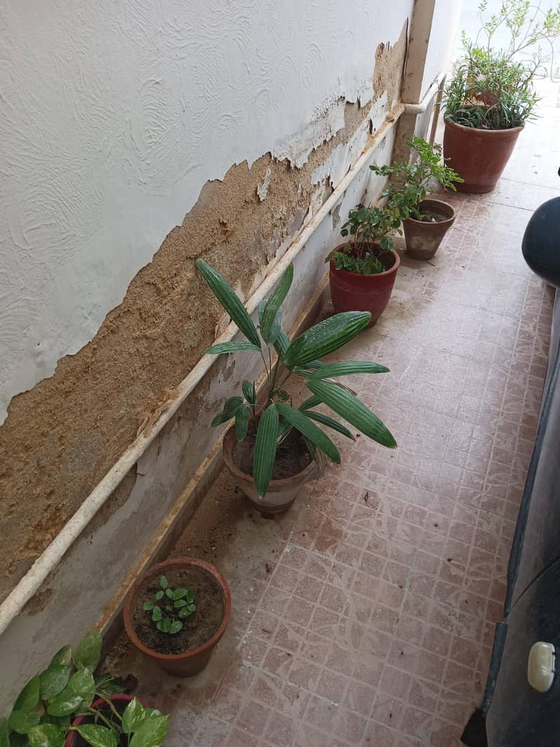 plants 7