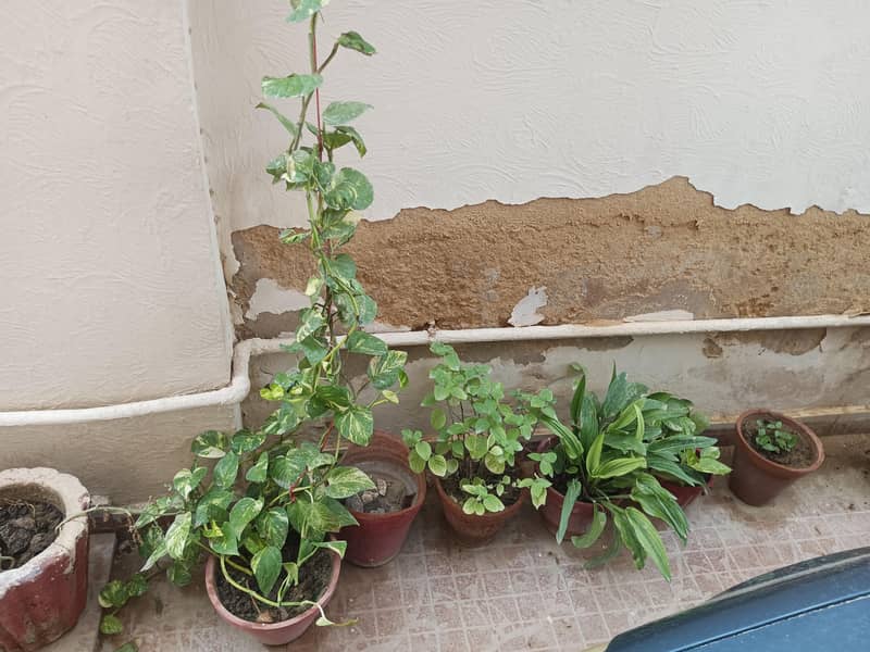 plants 8
