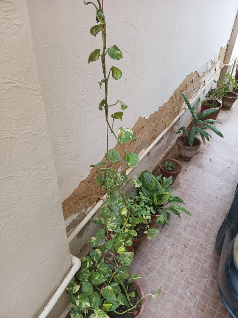 plants 9