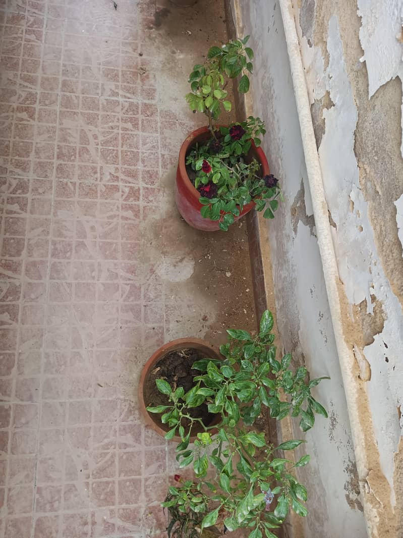 plants 10