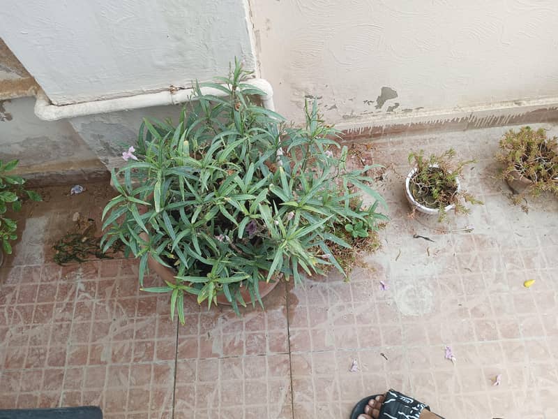 plants 11