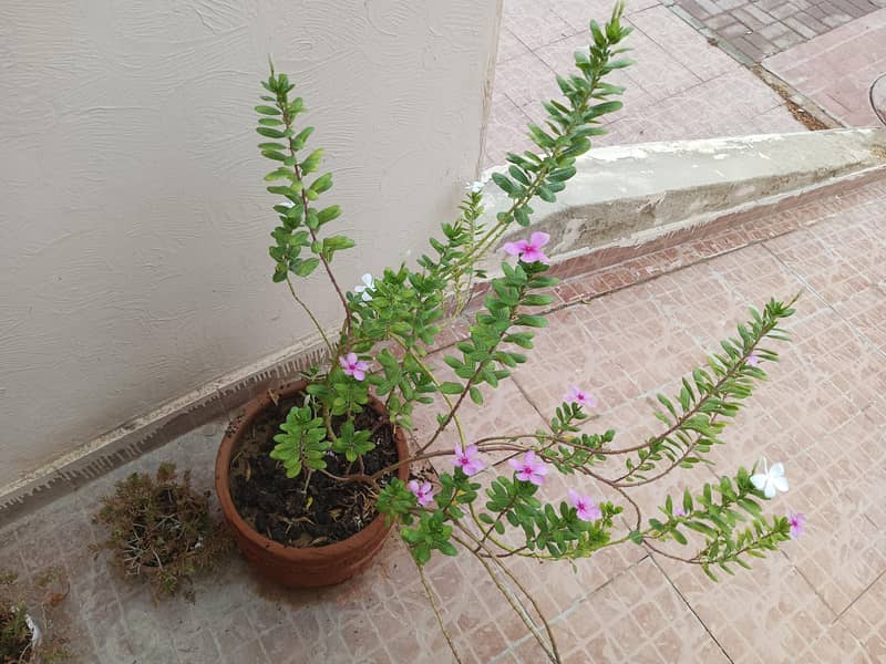 plants 12