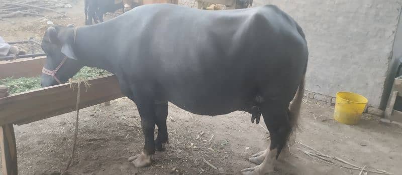 گھبن بھینس تیسرا سوا 0