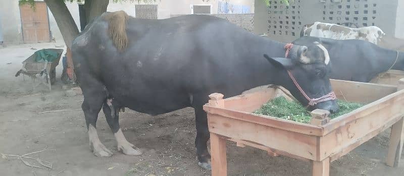 گھبن بھینس تیسرا سوا 2