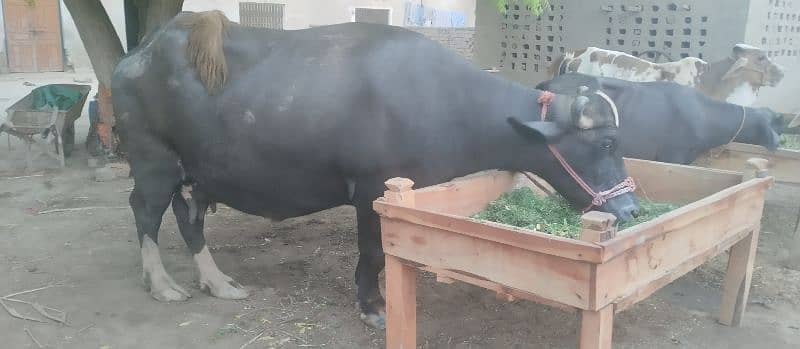 گھبن بھینس تیسرا سوا 3