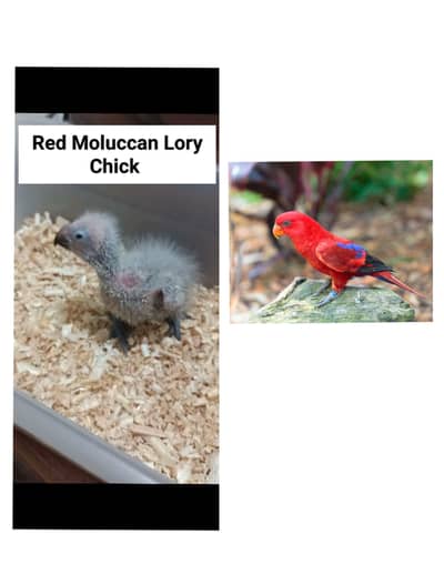 Sunconure | Lovebirds | Blue Cinnamon | Turquoise | Red Moluccan Lory