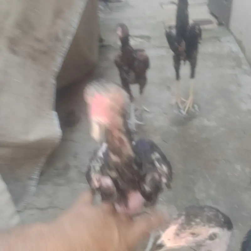 Aseel Minwali — photo 3