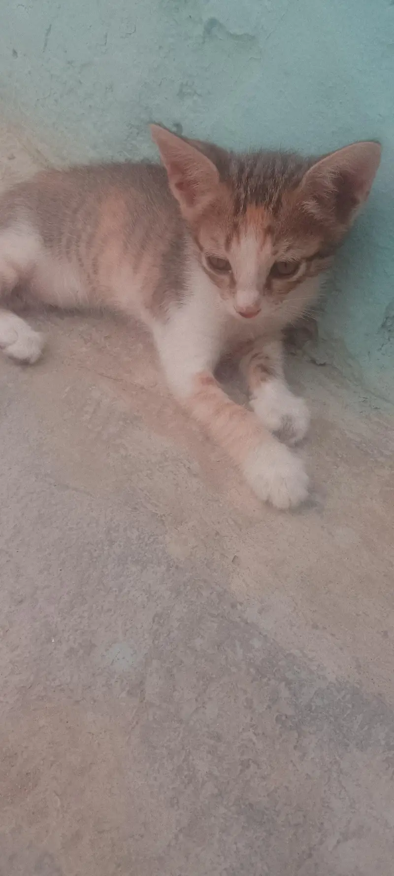 Persian cats — photo 2