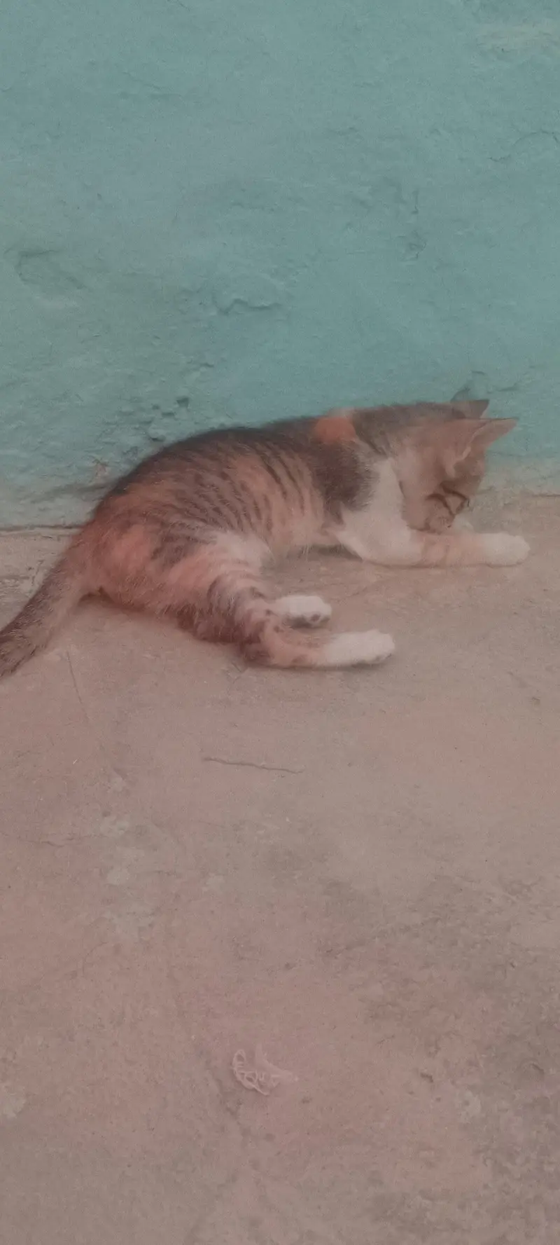 Persian cats — photo 3
