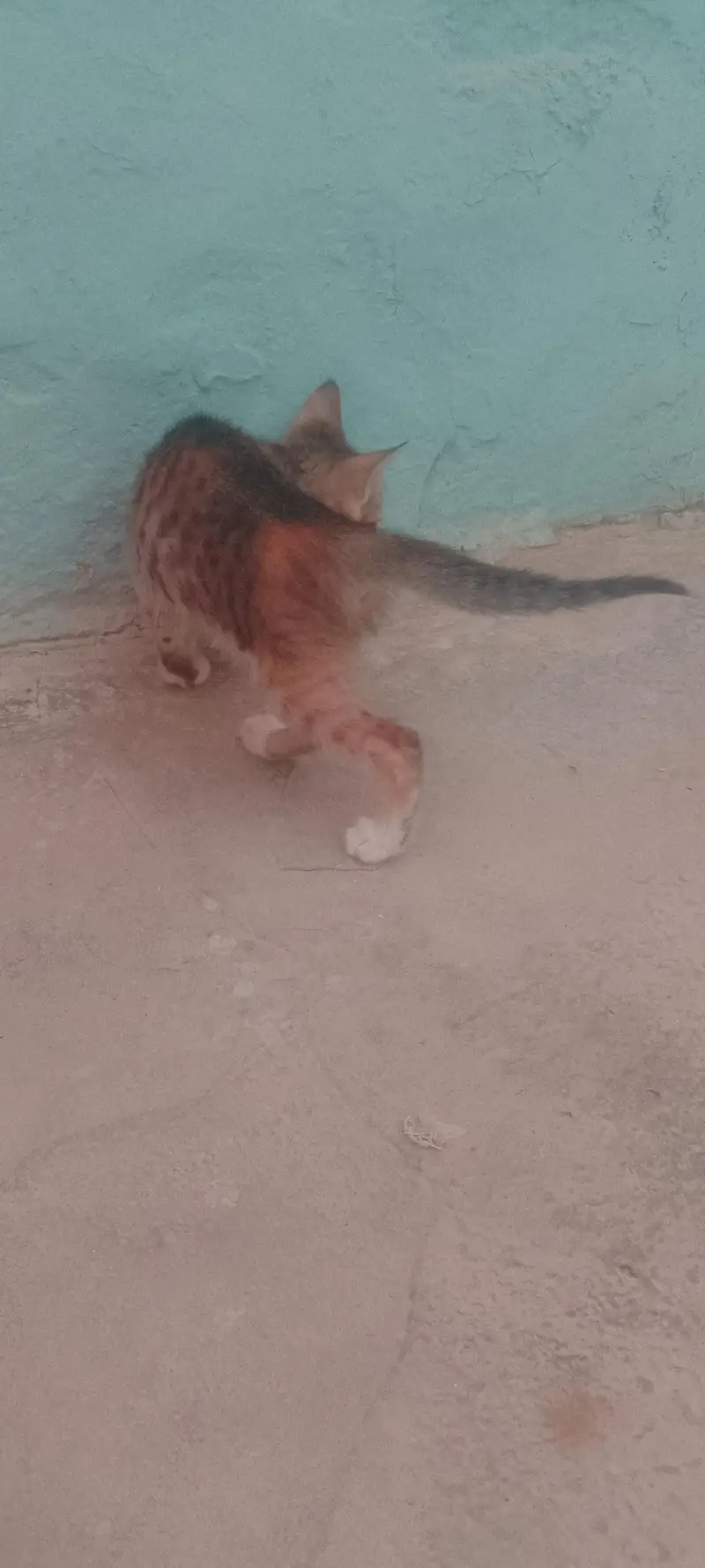 Persian cats — photo 4