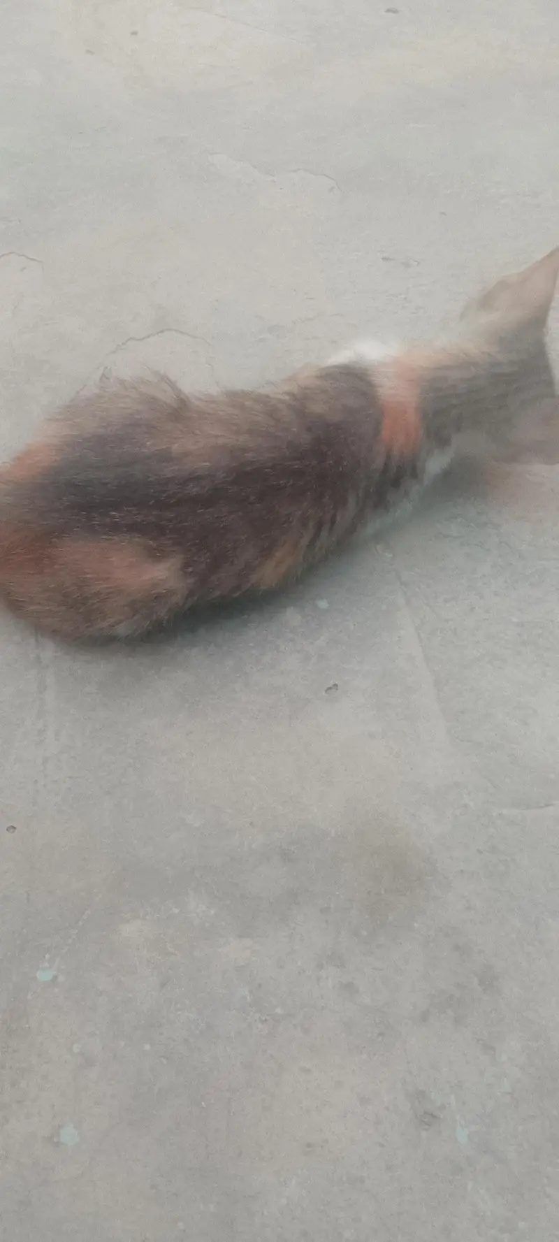 Persian cats — photo 5