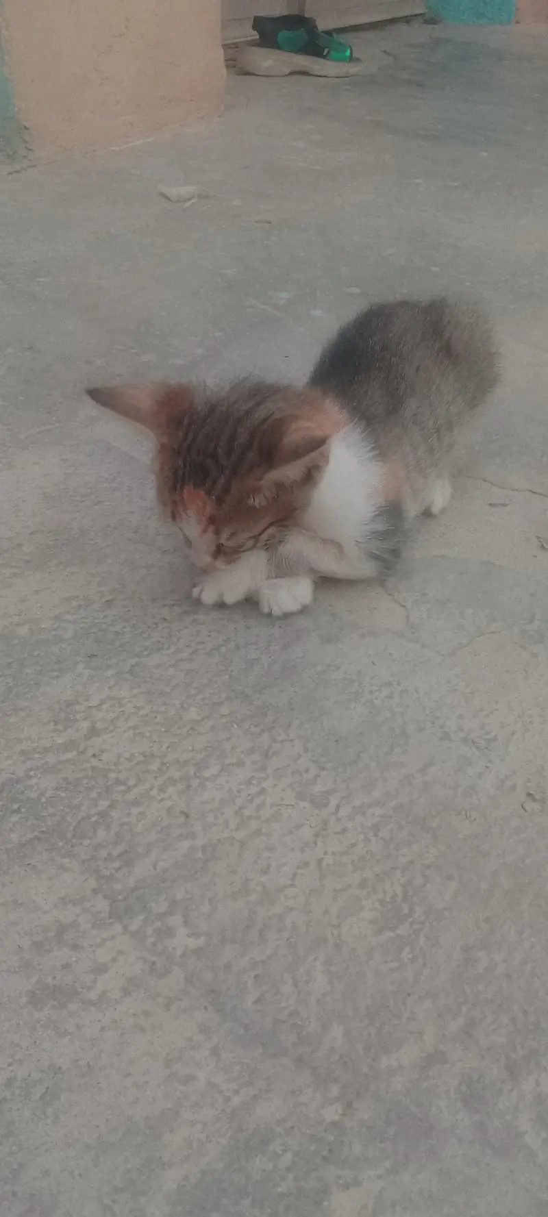 Persian cats — photo 7