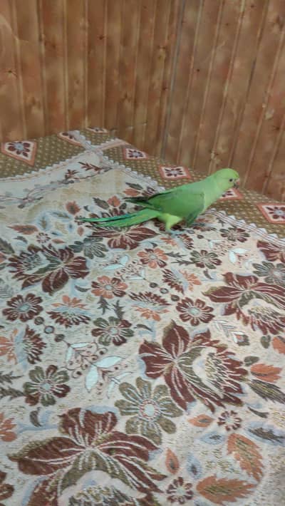 green parrot