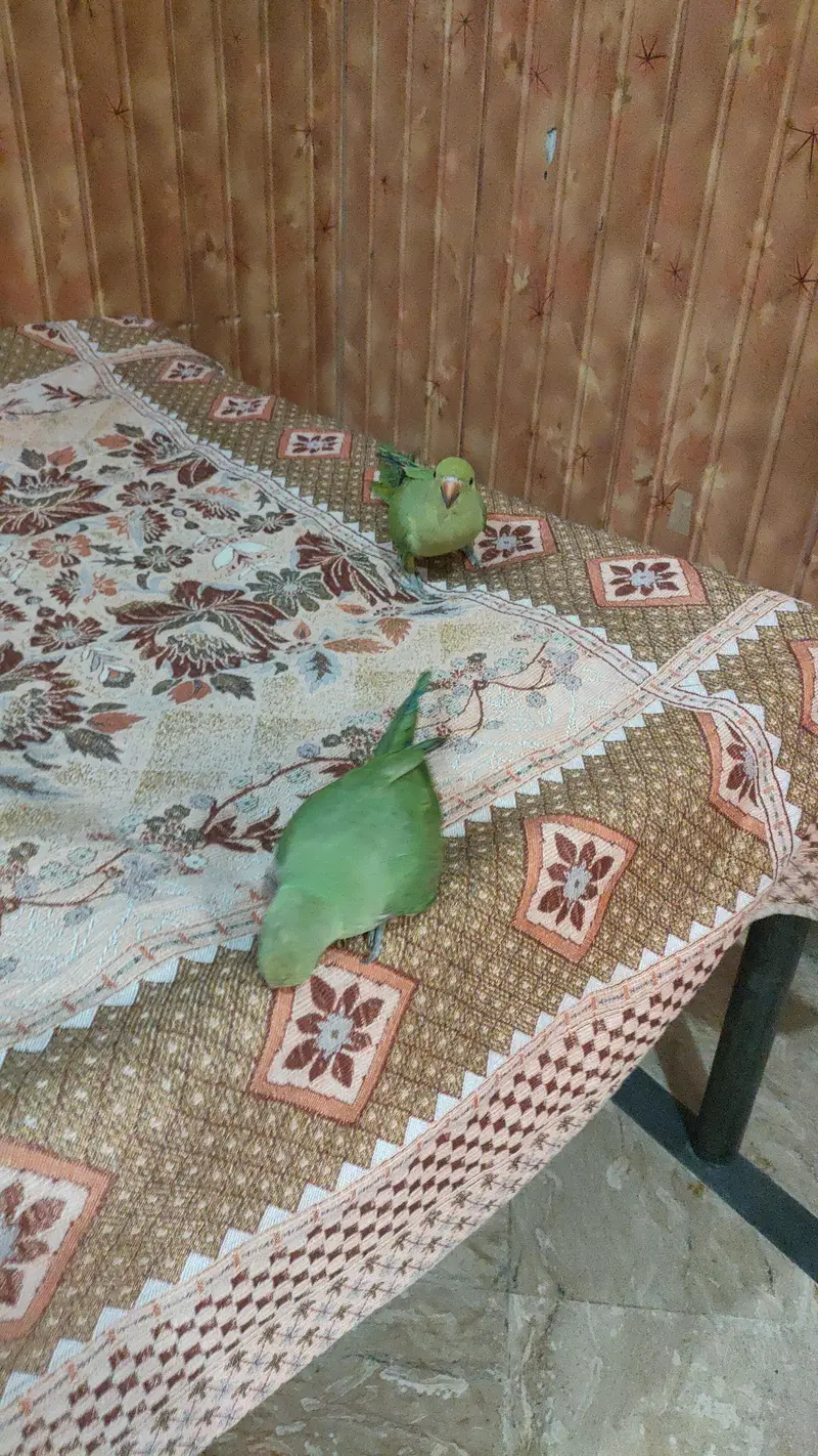 green parrot — photo 2