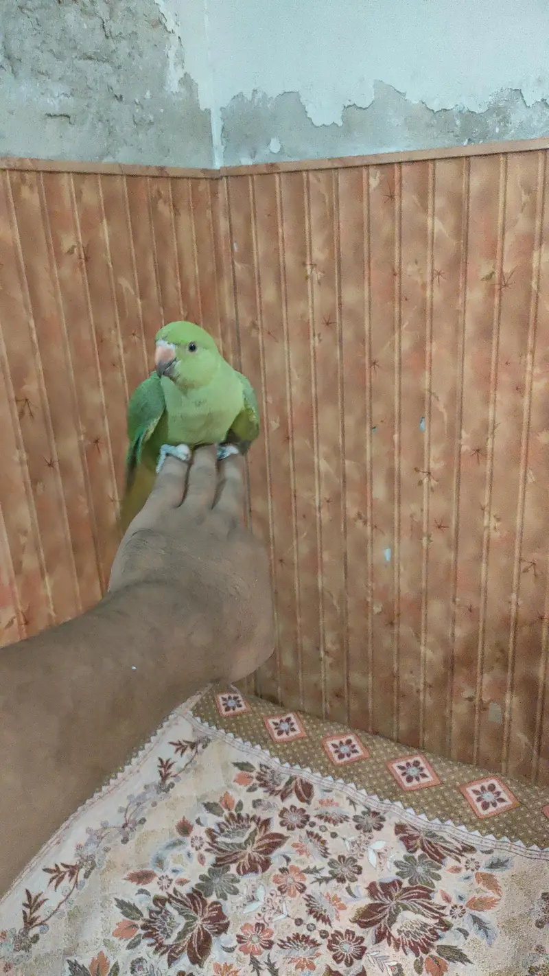 green parrot — photo 3
