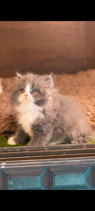 Quality Persian Punchface cat & kitten. moreWhatsApp 03704602354