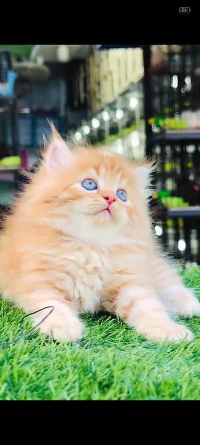 Quality Persian Punchface cat & kitten. moreWhatsApp 03704602354
