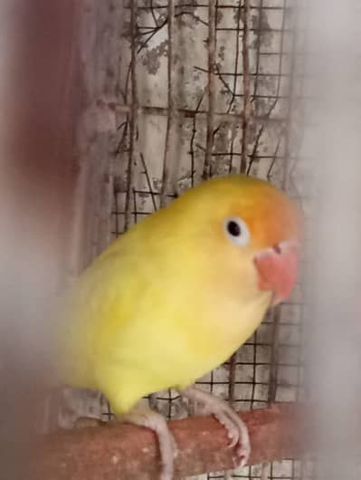 Decino split male