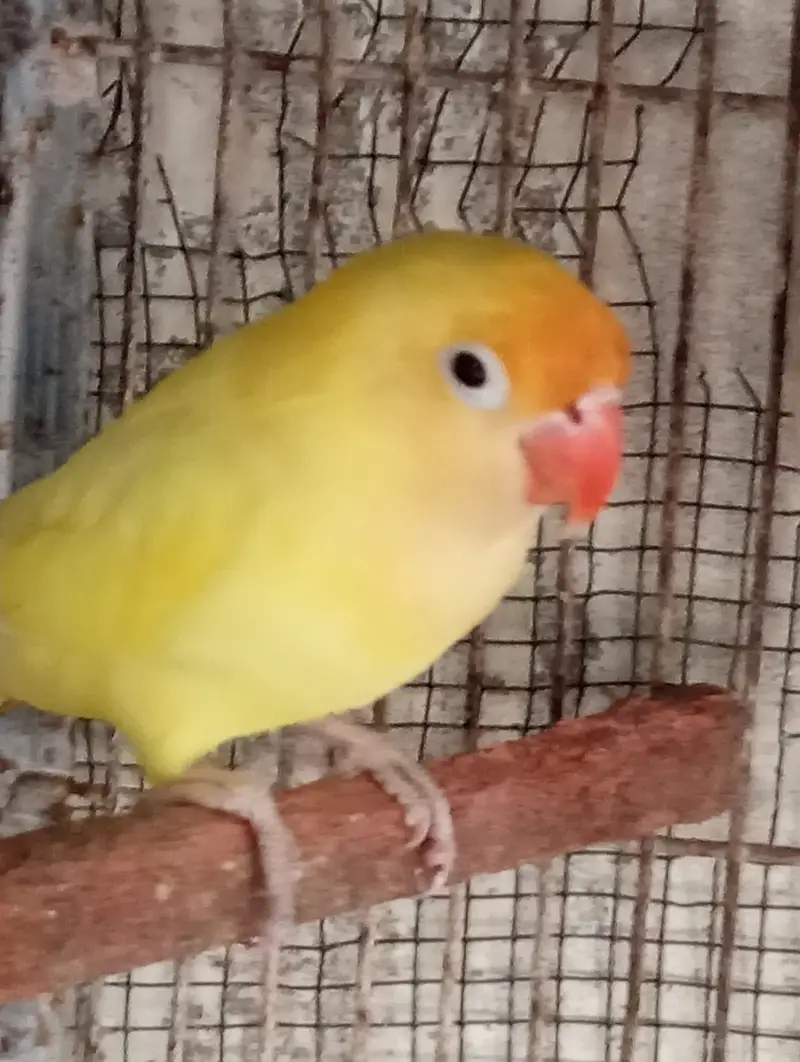 Decino split male — photo 2