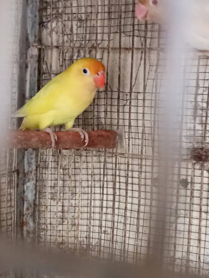 Decino split male — photo 3