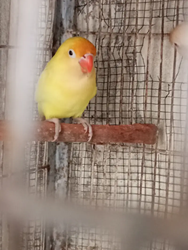 Decino split male — photo 4