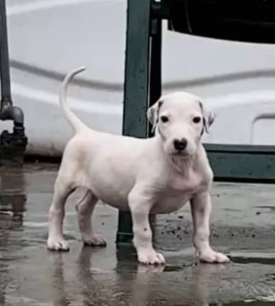 Bulldog puppy